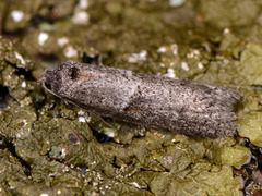 Tortricodes alternella