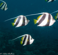 Heniochus diphreutes