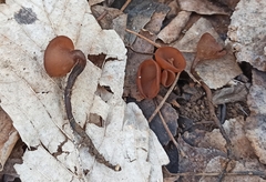 Dumontinia tuberosa