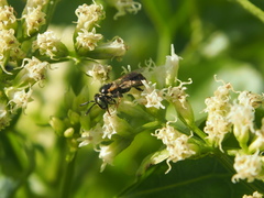Braunsapis