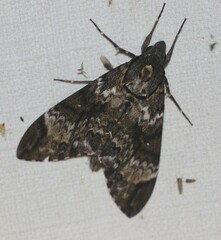 Psilogramma menephron