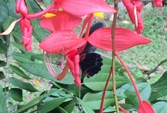 Papilio memnon agenor