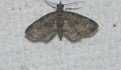 Pasiphilodes testulata