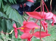 Papilio memnon agenor