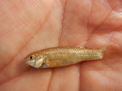 Cyprinodon rubrofluviatilis