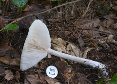 Melanoleuca strictipes