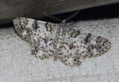 Thallogama corticola