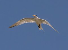 Thalasseus bengalensis