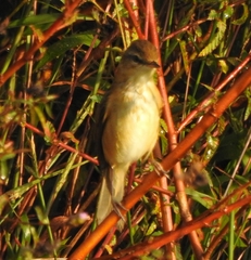 Acrocephalus agricola