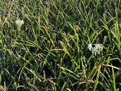 Crinum americanum