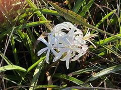 Crinum americanum