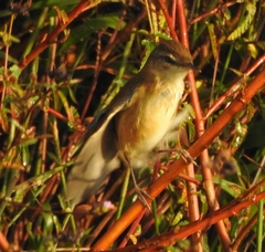 Acrocephalus agricola