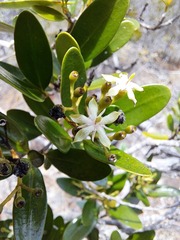 Tarenna rhypalostigma