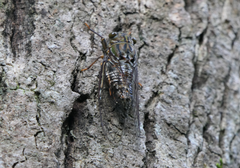 Henicopsaltria rufivelum