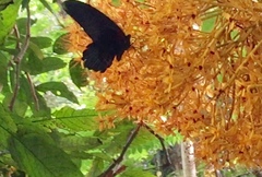 Papilio memnon agenor