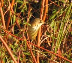 Acrocephalus agricola