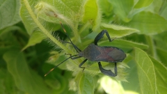 Anoplocnemis