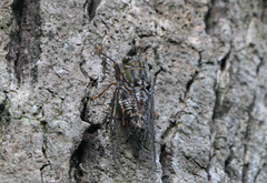 Henicopsaltria rufivelum