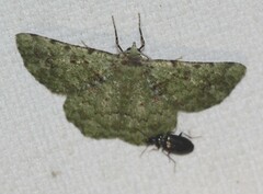 Aeolochroma viridicata