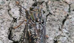 Henicopsaltria rufivelum