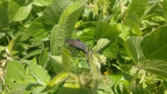 Anoplocnemis