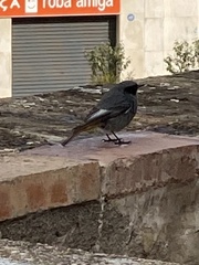 Phoenicurus ochruros