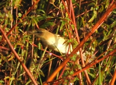 Acrocephalus agricola