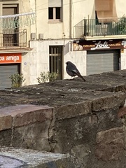 Phoenicurus ochruros