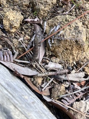 Hemidactylus garnotii