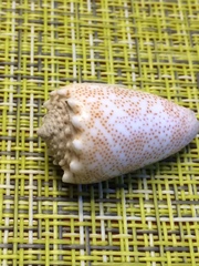 Conus arenatus