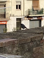 Phoenicurus ochruros