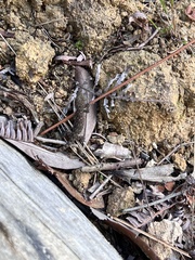 Hemidactylus garnotii