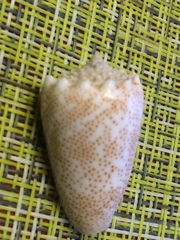 Conus arenatus