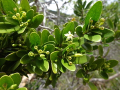 Tarenna rhypalostigma