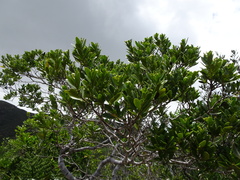 Tarenna rhypalostigma