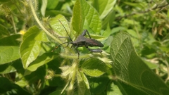Anoplocnemis