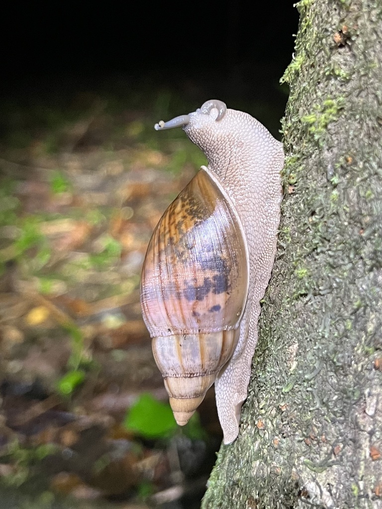 Euglandina gigantea