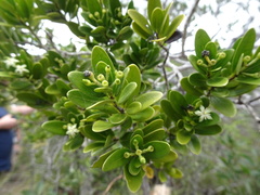 Tarenna rhypalostigma