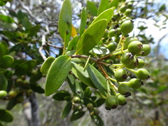 Tarenna rhypalostigma