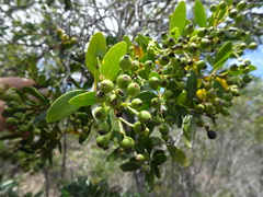 Tarenna rhypalostigma