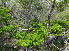 Tarenna rhypalostigma