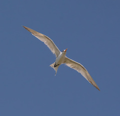 Thalasseus bengalensis