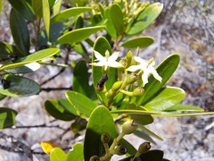 Tarenna rhypalostigma