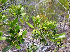 Tarenna rhypalostigma