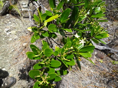 Tarenna rhypalostigma