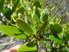 Tarenna rhypalostigma