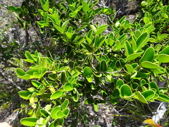 Tarenna rhypalostigma