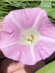 Calystegia