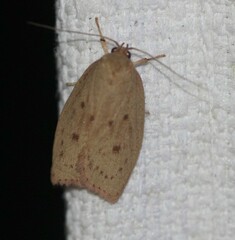 Prionocris protoxantha