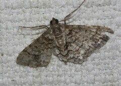 Myrioblephara desumpta